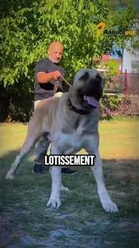 3 choses à savoir sur le kangal