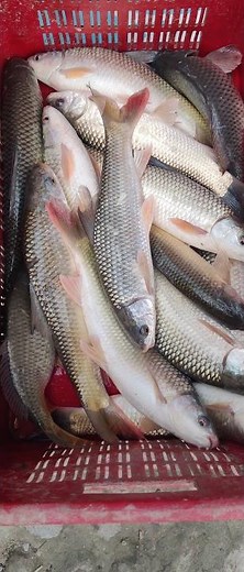 Fish farming business Fish Harvesting #fish