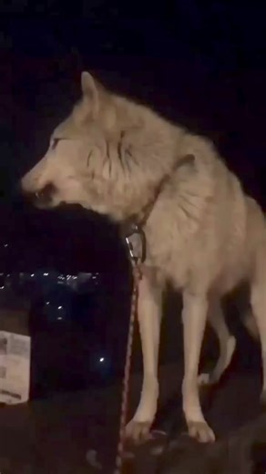 Cute ❤🐺 #wolves🐺 #wolfpack #wolves #wolf #wolvesofinstagram #fbreelsfypシ゚viral #reelsvideo #reelsfb #fypシ゚ #virals | We Love Wolves