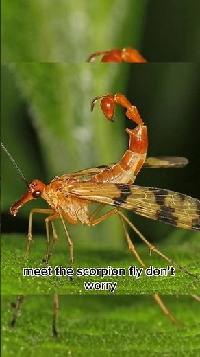 This Bug Looks Like a Scorpion… But It’s Totally Harmless! 🪰🦂