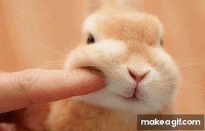 Surprised rabbit on Make a GIF