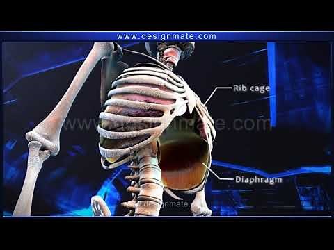 STD 07 Science Respiratory System