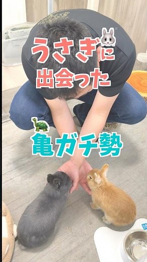 亀が好きすぎる友達にウサギを見せた結果が面白すぎた。 #rabbit #うさぎ #bunny #うさぎのいる暮らし #うさぎとかめ #cuteanimals