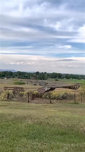 This Great Horned Owl was hit by a vehicle, experienced trauma, and several lacerations, including on both feet. The lacerations healed with wound care and protective foot bandages. The trauma took several weeks to recover from. This owl didn’t want to get hit by a car, didn’t want to be in a hospital, didn’t want us handling her, and didn’t want us bugging her to check on her injuries. She wanted to touch the skies again, and because of you, we helped her heal and set her free! Please help us c