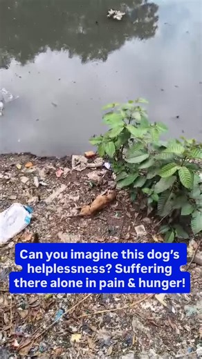 Aditi Parameshwaran on Instagram: "Kanika’s case was reported to us from Patripool Kalyan. Team Empathy Unlimited immediately reached the spot & rescued her. She was unable to move & was fully loaded with ticks. Kanika has been given required treatment & she has is eating, which a good sign! She will soon go to our vet for a complete check up & tests. Please help & donate for Kanika’s treatment. Please support us by donating what you can! Gpay/Paytm - 8652114494@okbizaxis (Enter full id, not jus