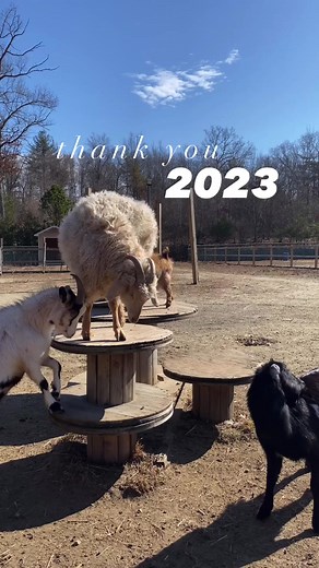 Thank you, 2023. Hello, 2024!Staying positive can be difficult in the rescue world. There is lots of loss, long days, financial worry, medical emergencies… the list goes on and on. One thing that ALWAYS makes the struggles easier is seeing all of these beautiful animals thriving and enjoying the life they otherwise wouldn’t have.The reality is- without the hard times, without the tears, without the outpouring of support and love we receive… The Riley Farm Rescue wouldn’t exist and neither would 