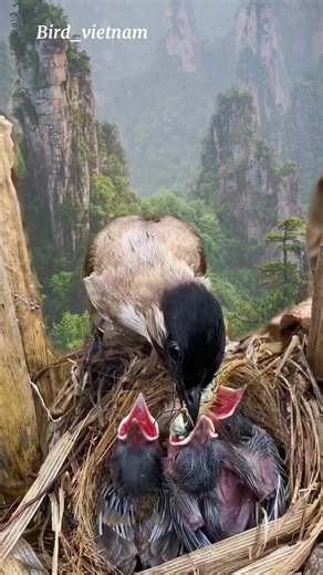 Birdwatching in Vietnam: A Nature Lover's Guide