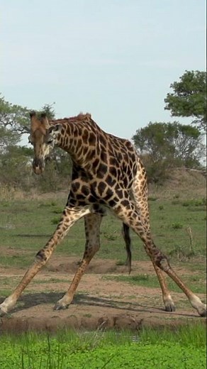 Giraffe's Unusual Drinking Stance Caught on Camera!