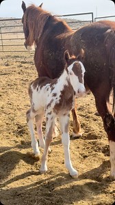 3.5K views · 55K reactions | Our first foal of 2025! Welcome to the ranch little buddy❤️ @cinchjeans @logancoachtrailers @americanhatco @ak_earth_movers_inc @glacier45distillery @agri_bestfeeds @priefert @caldwellnightrodeo @gem_state_classic @cowboychannel | Powder River Rodeo LLC | Facebook