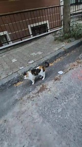 2.7K views · 144 reactions | Very Angry Calico Cat. | Baby Cat | Facebook