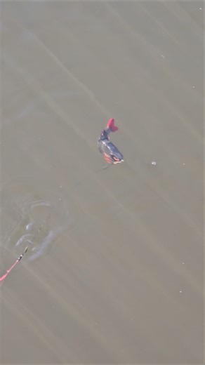 #handmade #fishing #lure #shorts #alien_predator_lures