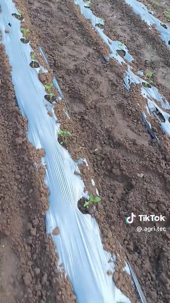 #chilli #farming #mulching #agriculture #srilanka