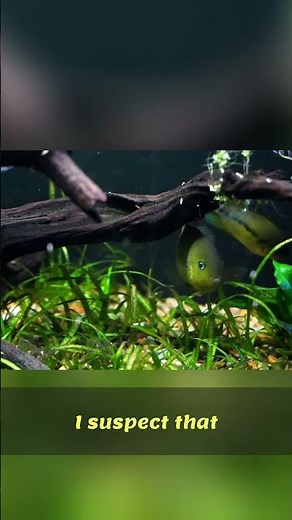 Stunning Cichlid Fish: Meet My Favorite Aquarium Sweethearts!