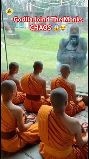 Gorilla Copies Monks Chanting And Loses Control 😂 #gorilla #shorts