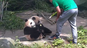 13K views · 2.3K reactions | The scenes of pandas eating bamboo shoots may look alike but can still melt your heart every time - this is how pandas heal the world. (Dou Ban & Chao Tianjiao) #HiPanda #CCRCGP #BestJobInTheWorld | iPanda | Facebook