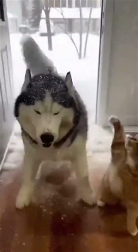 ❄️🔥 Snow Explosion Triggers Nonstop Slaps