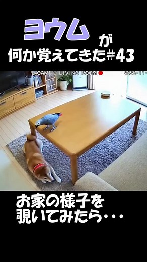 ペット監視カメラ映像でヨウムと柴犬の様子