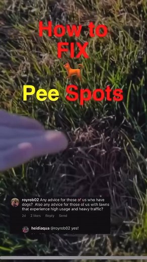 The Greener Lawn Grass Care | Got dog pee spots in your yard? Here’s your solution: - Key is to flush with plenty of water afterwards - baby shampoo 2-3 x a week for 3... | Instagram