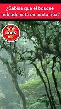 El Bosque Nuboso de Monteverde: Un Paraíso Natural en Costa Rica