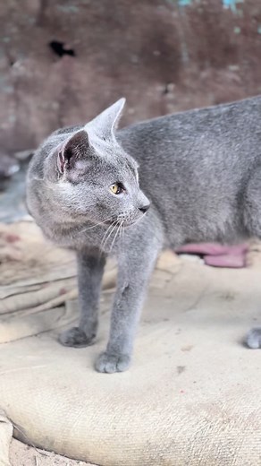 Russian Blue Cats: Characteristics and Care Tips