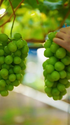 2.3M views · 58K reactions | Fresh fruit picking  | Fruit Farm | Facebook