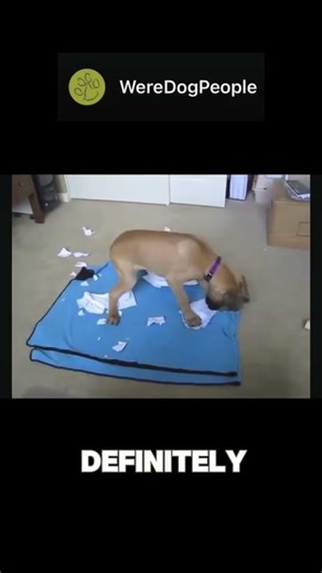 Dog eating paper! #trendingshorts #funny#memes #storrytelling# #viral #youtubeshorts#dog #fyp