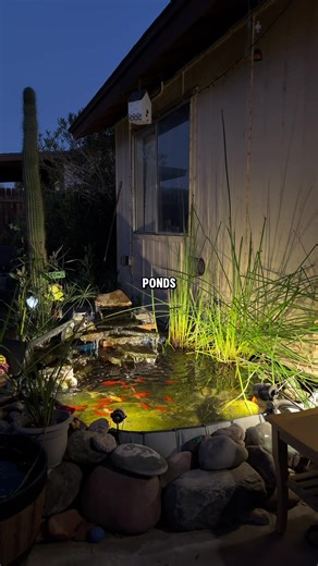 I love my mini koi pond👀 #minipond #koipond #poolpond #backyardpond #fishkeeping