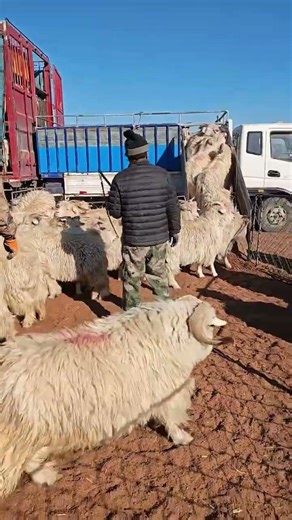 How to Load Sheep into a Truck | Farm Life