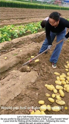 Digging Potatoes with a Hoe – Earthy Treasure Unearthed 🥔🧑‍🌾