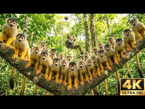 Relaxing Walk In The Amazon Squirrel Monkeys, Harpy Eagles & The Giant Kapok Tree 4K