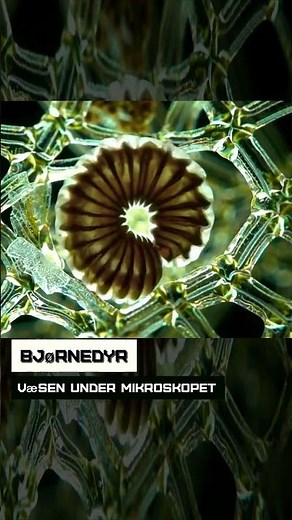 Bjørnedyr. Væsen under mikroskopet