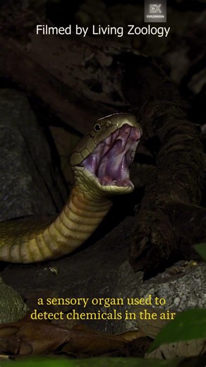 Ce geste du serpent est souvent mal compris… regarde bien 👀🐍