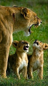 212K views · 5.6K reactions | "With a fierce snarl, the lioness teaches her young the language of survival — strength, caution, and respect for the wild." #aigenerated #CubLove #DontTestMama #animalovers #LionessSpirit #LionMom #aigenerated #AIContent | Refill Reels | Facebook