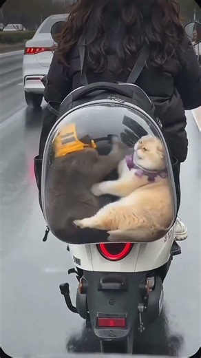 How come it’s my fault to try to break up a fight with good intentions? Taking a cat out Pet tra