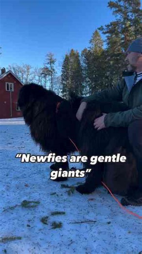 Life with gentle giants just feels different