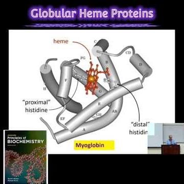 Globular Heme Proteins: Cellular Roles @Metabolism Made Easy