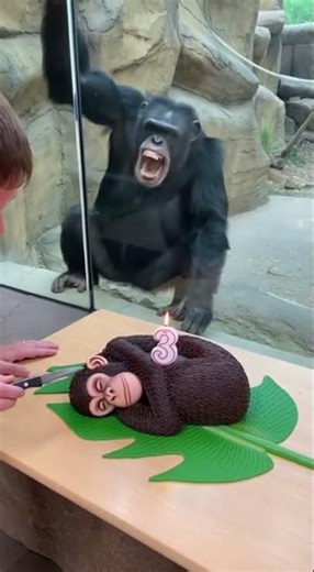 The zookeeper cut a birthday cake and then real gorilla went berserk #shorts