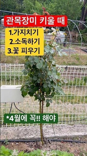 How to Grow Premium Roses #GrowingRoses