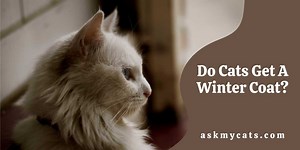 Do Cats Get A Winter Coat? (Important Facts)