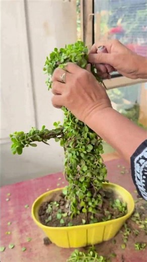 Girl-Shaped Jade Plant Art | Creative Topiary Design #shorts #trendingshorts