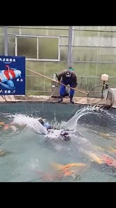 Catching Koi in Japans most famous Koi Pond 🫣🇯🇵 | Yvo - The Koi Partner