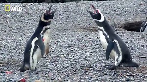 Esto es lo que sucede cuando un pingüino llega a casa y se encuentra a su pareja con otro. [Avisamos que las imágenes son bastante duras] #NatGeoWILD | National Geographic