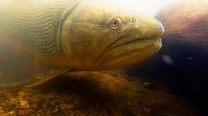 1.9M views · 48K reactions | Un animal único y uno de los peces más difíciles de encontrar en la selva es el pez Dorado #PescadoresAlLímite | Animal Planet Latinoamérica | Facebook