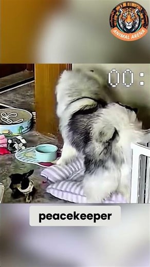 The Ultimate Dog Peacekeeper! 🐶💥