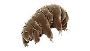 Scientists Discover One Creature Immune to Ingesting Microplastics