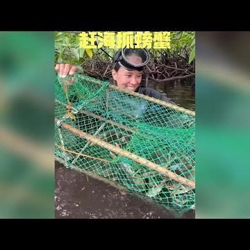 Outdoor beachcombing: With over a dozen crab traps, how many large blue crabs do you think you ca...