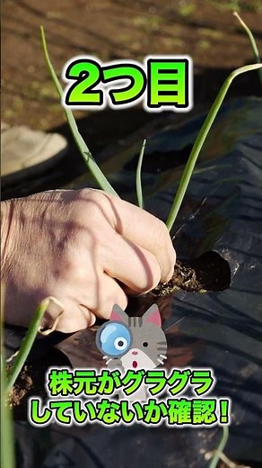 家庭菜園や農園でタマネギ栽培で4月に注意するチェックポイント３選！肥大化時期の病気対策とタマネギの育て方！【農家直伝】#shorts