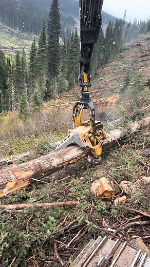Big trees and nice views. Can’t ask for a better morning from a while ago! #loggingislife #logging #tigercatforestry #tigercat #bluecollar #worklife #processing