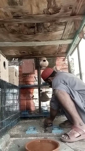 Daily routine short clip and daily live stream with white java sparrow / my pets video watch and