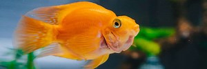 Signs Of A Constipated Goldfish: Treatment and Care Guide
